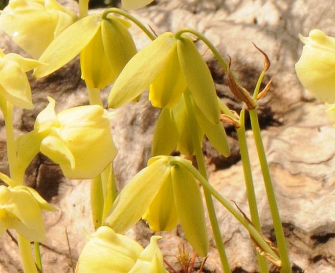 Albuca juncifolia