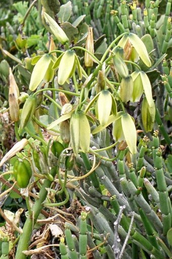 Albuca flaccida