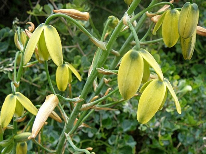 ALBUCA FLACCIDA Jacq.