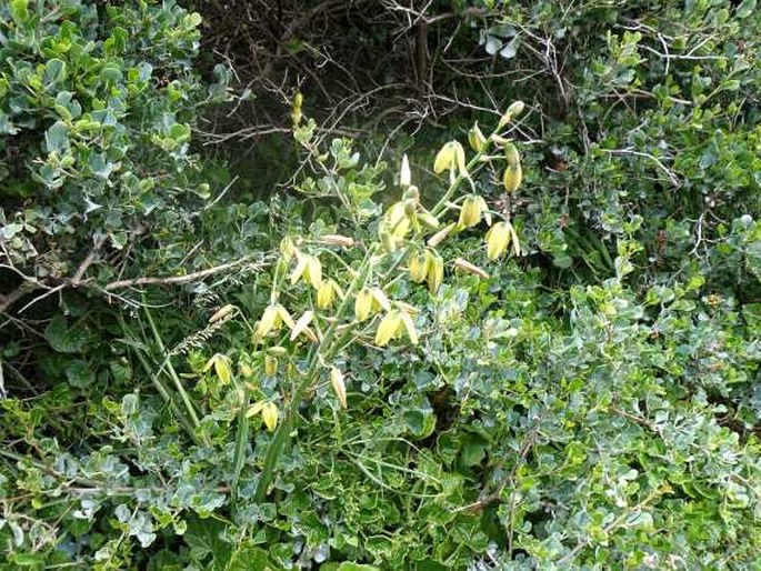 Albuca flaccida