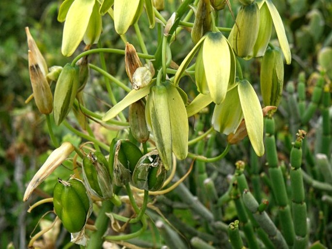 Albuca flaccida