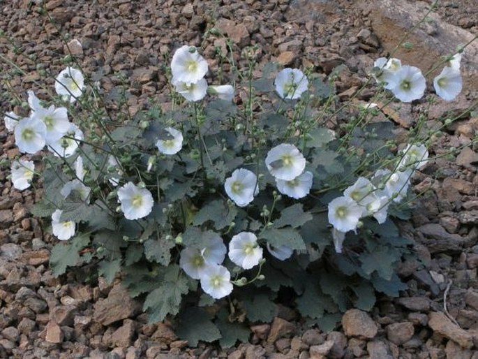 Alcea calvertii