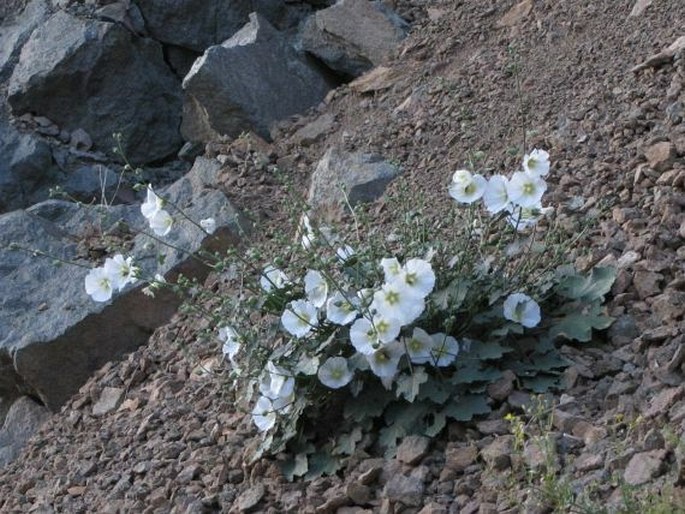 Alcea calvertii