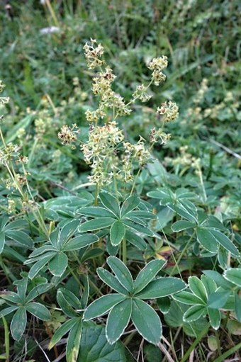 Alchemilla alpigena