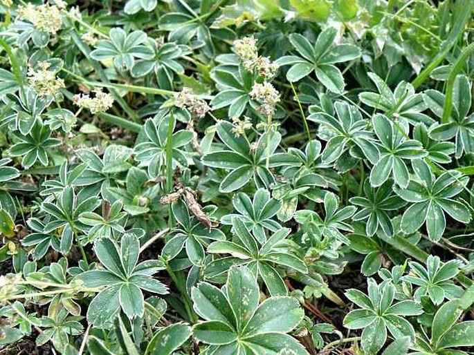 Alchemilla alpigena