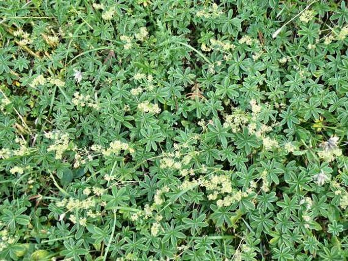 Alchemilla alpigena