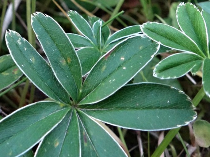 Alchemilla alpigena