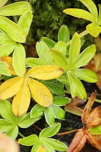 Alchemilla alpina