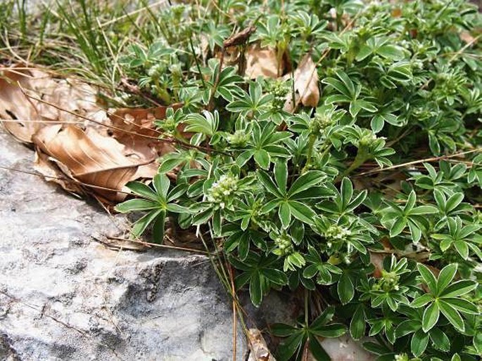 ALCHEMILLA VELEBITICA Borbás ex Janch. – kontryhel / alchemilka