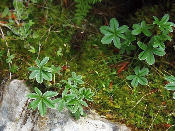 Alchemilla velebitica