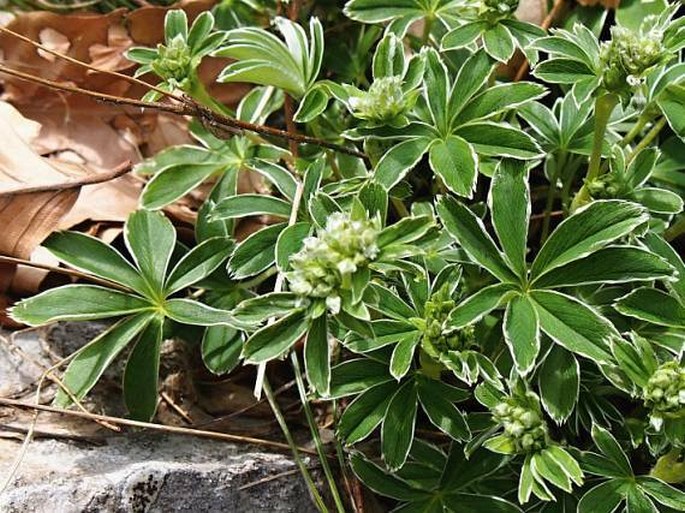 Alchemilla velebitica