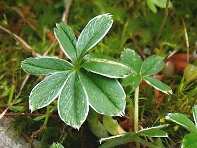 Alchemilla velebitica