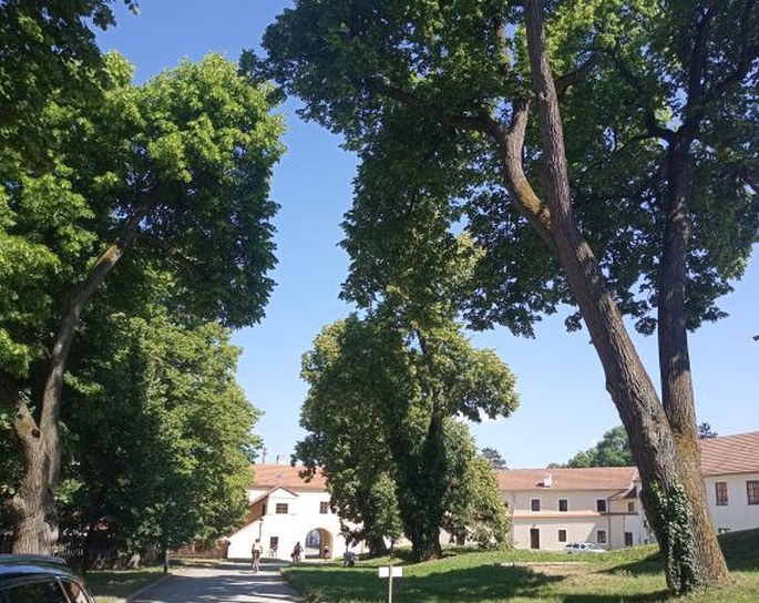 Alej lip v klášteře Porta coeli, Předklášteří