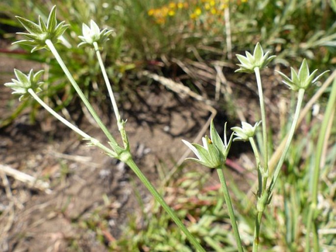 Alepidea peduncularis