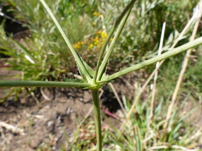 Alepidea peduncularis