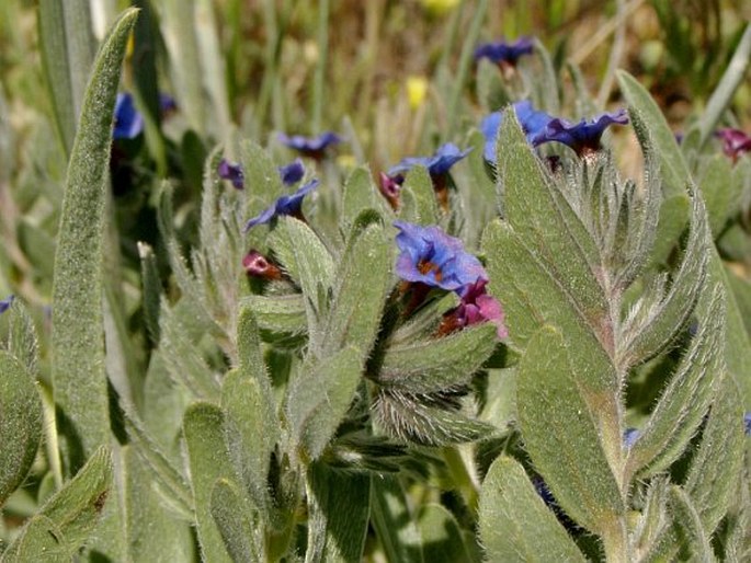 Alkanna pseudotinctoria