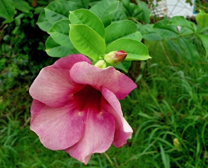 Allamanda blanchetii