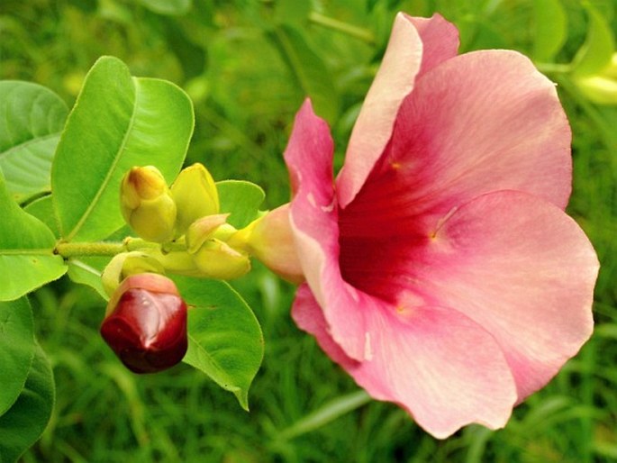 Allamanda blanchetii