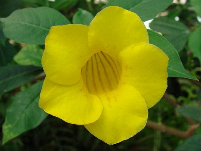 Allamanda schottii