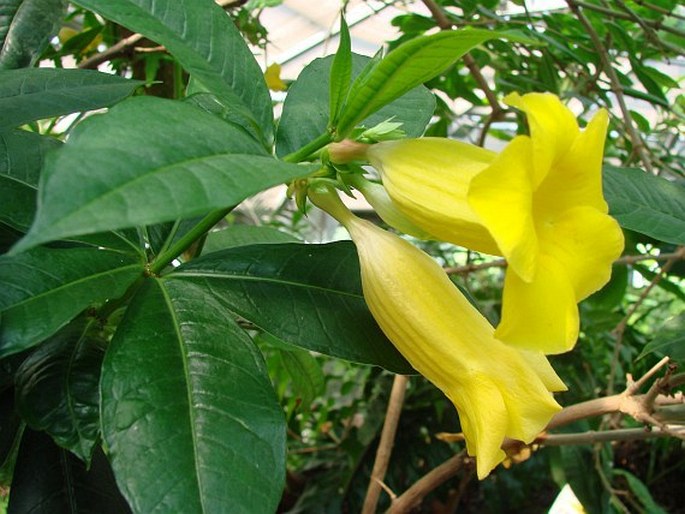 Allamanda schottii