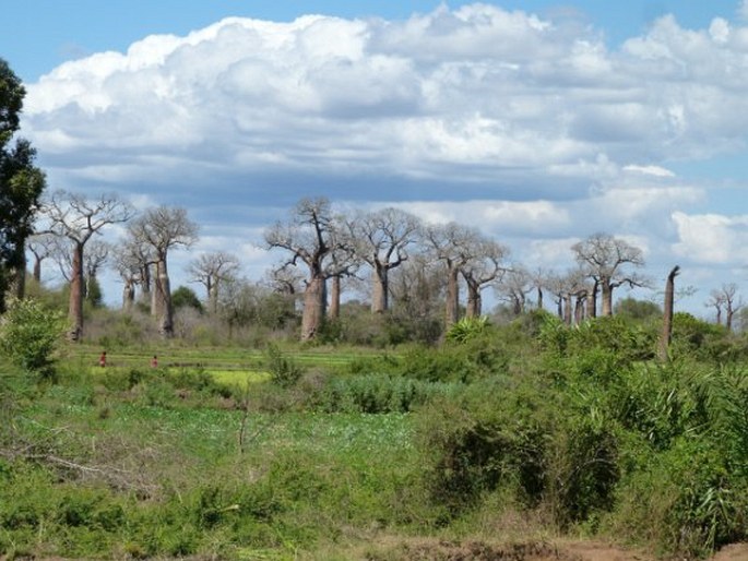 Allée des baobabs, Madagaskar, Morondava