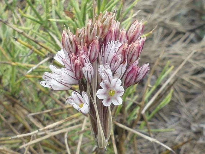 ALLIUM CALLIMISCHON Link – česnek / cesnak