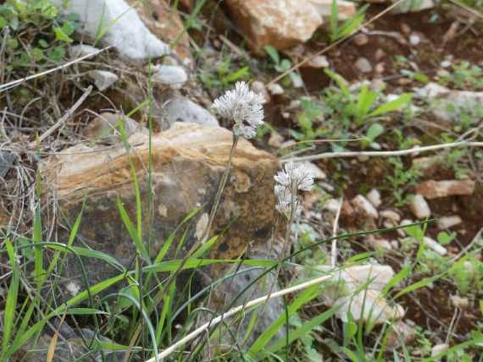 Allium callimischon