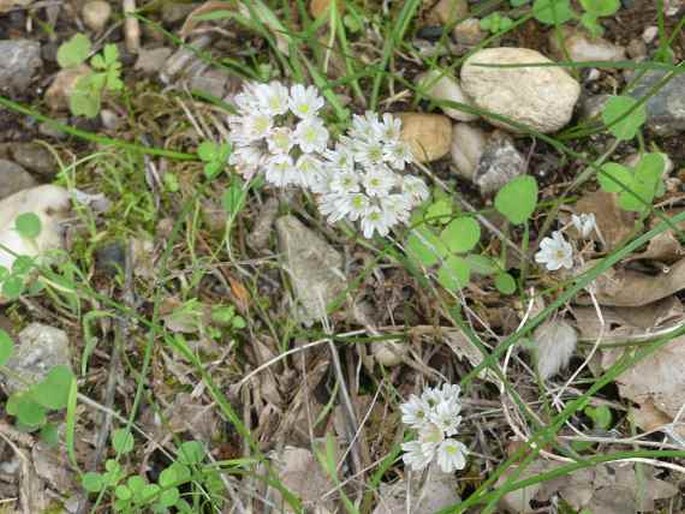 Allium callimischon