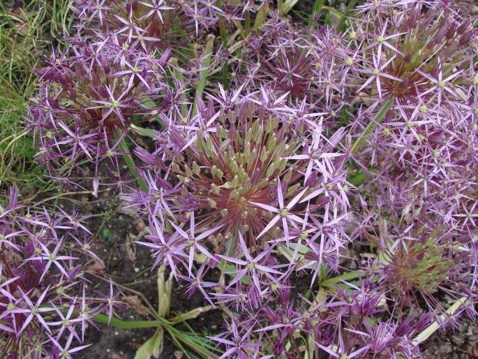 Allium cristophii