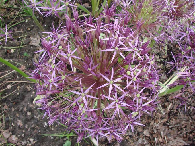 ALLIUM CRISTOPHII Trautv. – česnek ozdobný / cesnak kovovolesklý