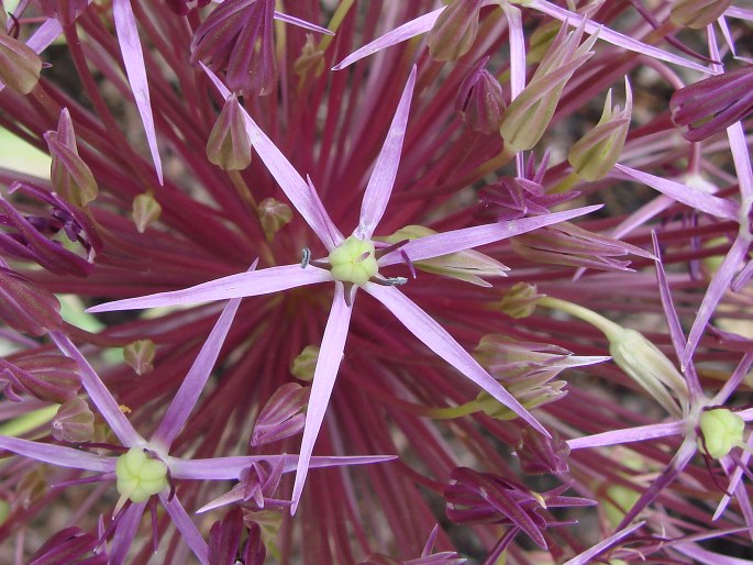 Allium cristophii