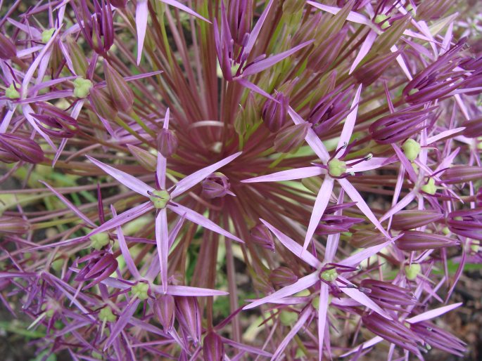 Allium cristophii