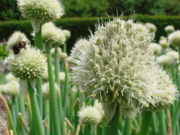 Allium fistulosum