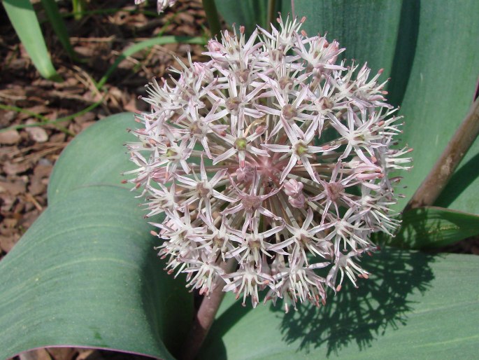 Allium karataviense