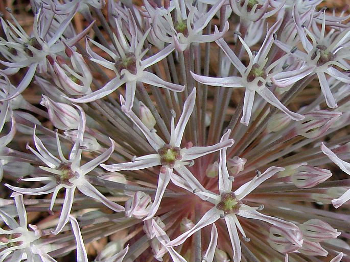 Allium karataviense