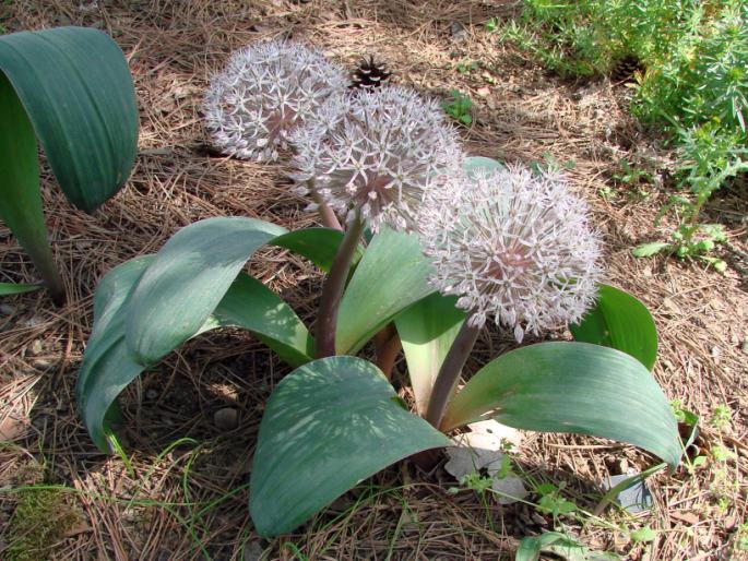 Allium karataviense