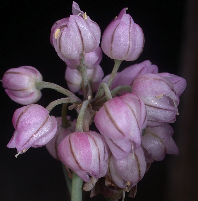 Allium mongolicum