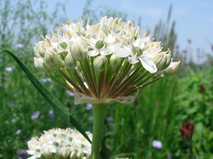 Allium multibulbosum