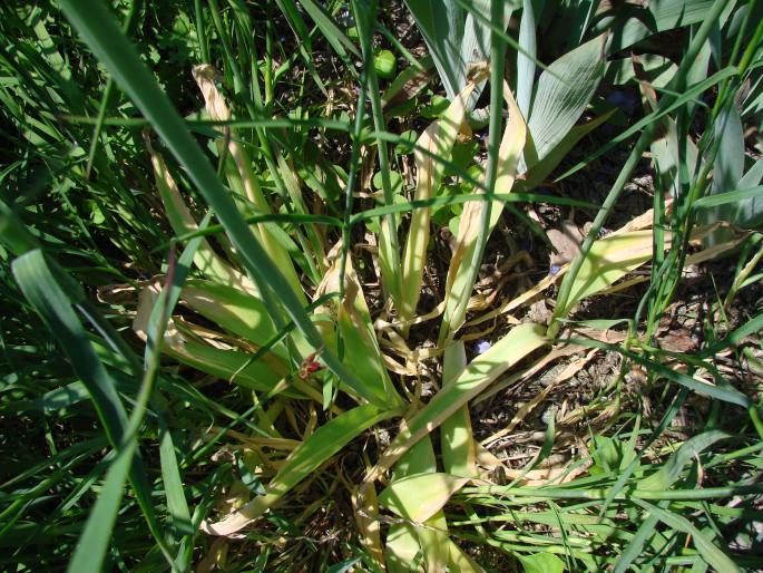 Allium multibulbosum