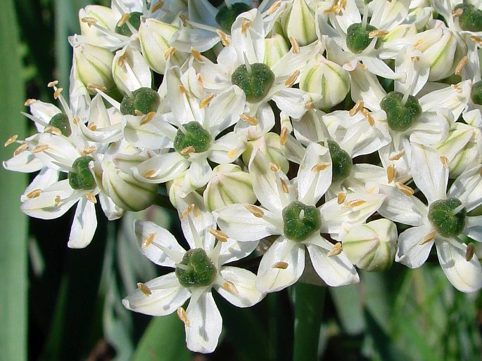 Allium multibulbosum