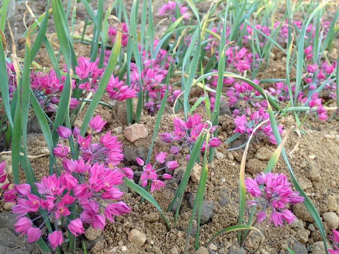 Allium oreophilum