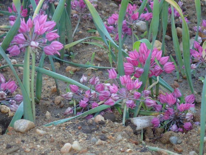 Allium oreophilum