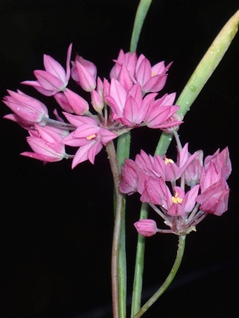 Allium oreophilum