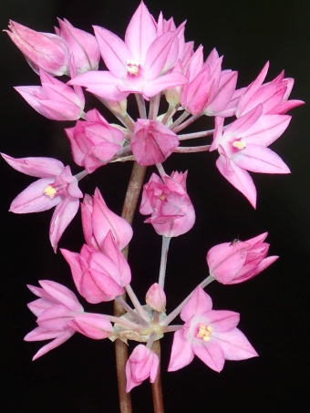 Allium oreophilum