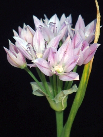 Allium oreophilum