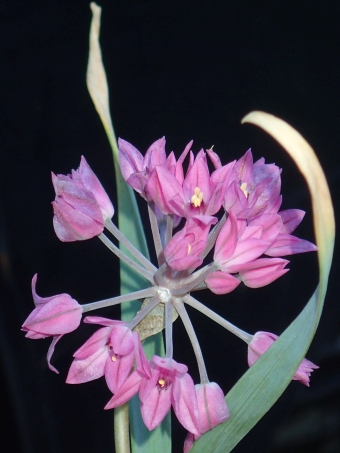 Allium oreophilum