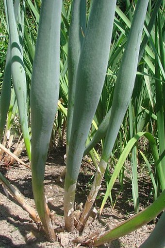 Allium cepa