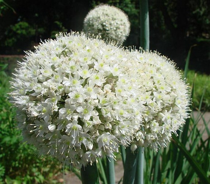 ALLIUM CEPA L. – cibule kuchyňská / cesnak cibuľový