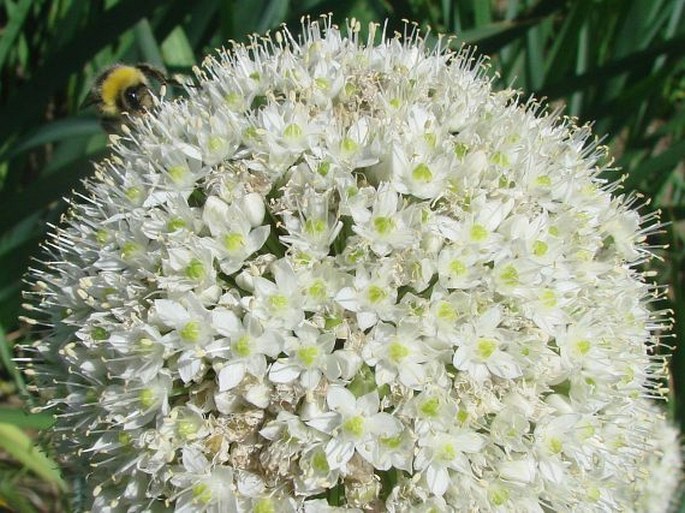 Allium cepa