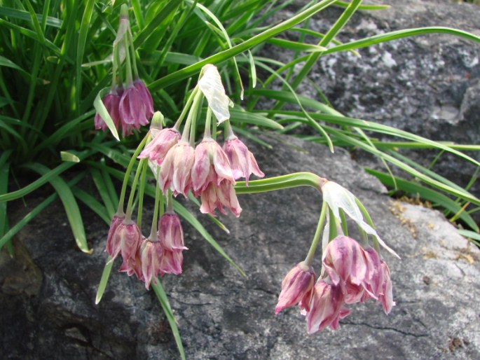 Allium insubricum